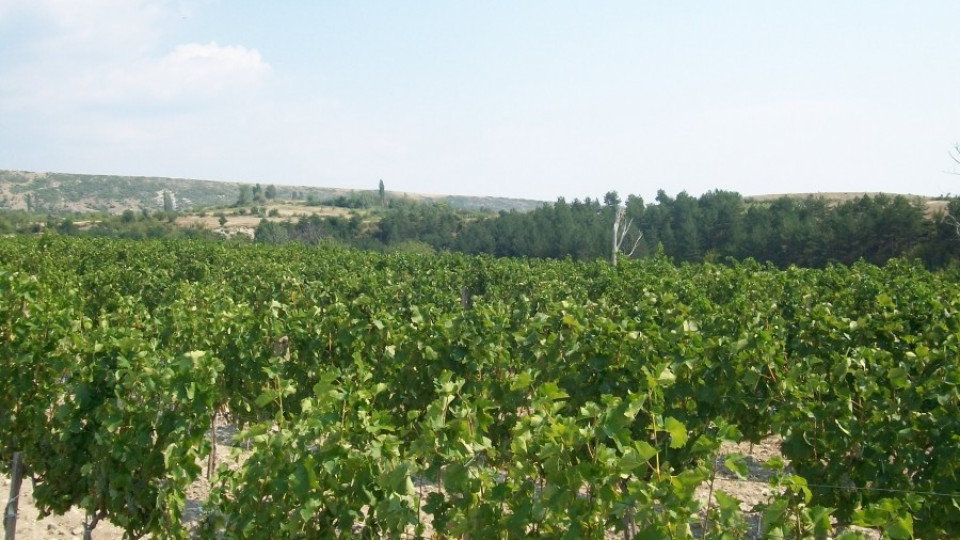Граничари пазят гроздето край Катунци | StandartNews.com