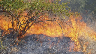 Изгоряха 150 декара гора край Чепеларе