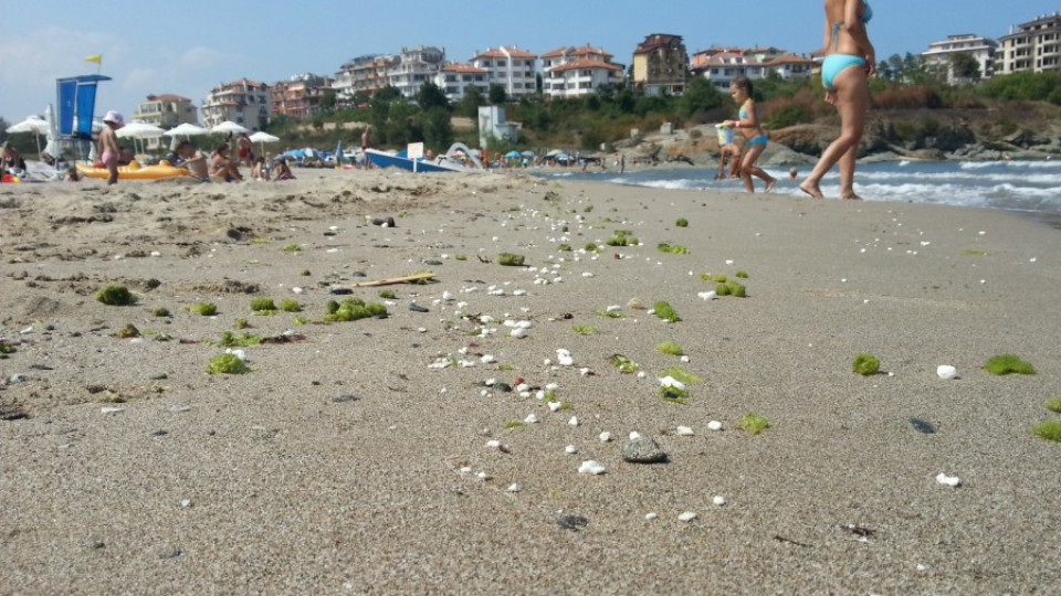 Белите гранули на плажа в Приморско били отпадна фракция | StandartNews.com