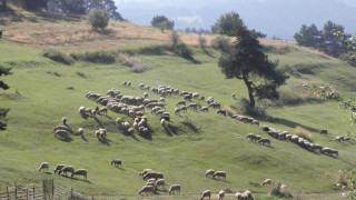 Лека кола прегази 34 овце