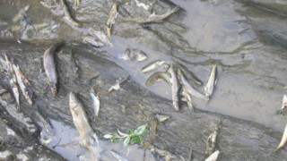 Малко кислород умъртви риба в река Места