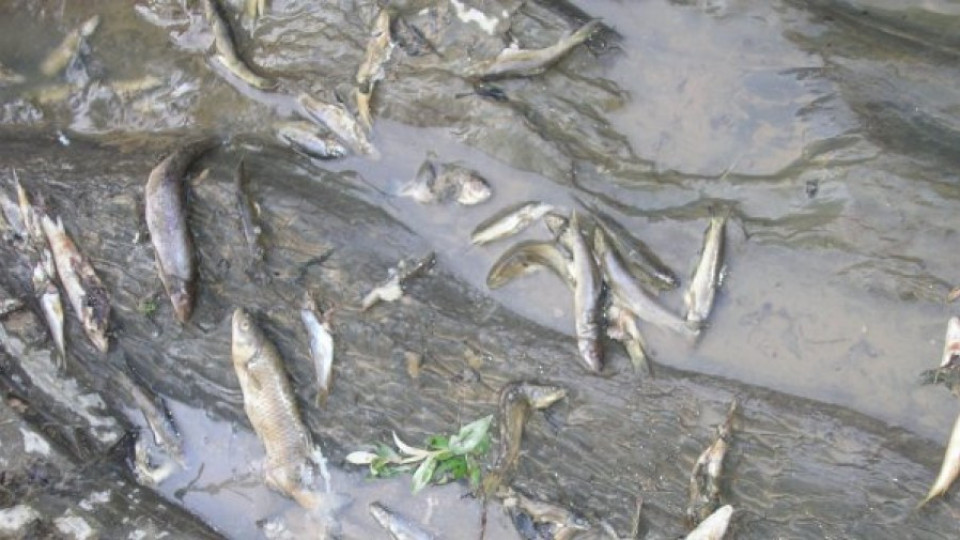 Малко кислород умъртви риба в река Места | StandartNews.com