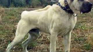200 лв. глоба за собственик на "Кангал", убил куче