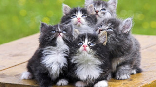 Над 100 котки ще дефилират на изложба в София