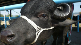Изложба на биволи събра животновъди в Разград