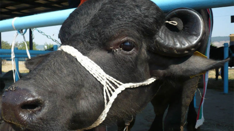 Изложба на биволи събра животновъди в Разград | StandartNews.com