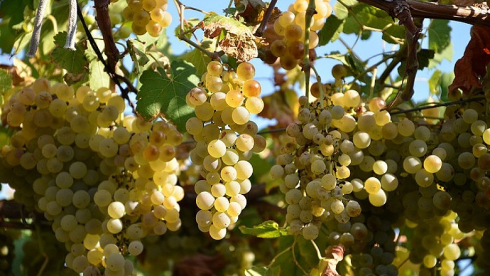 Петима задигнаха над 2 тона грозде | StandartNews.com