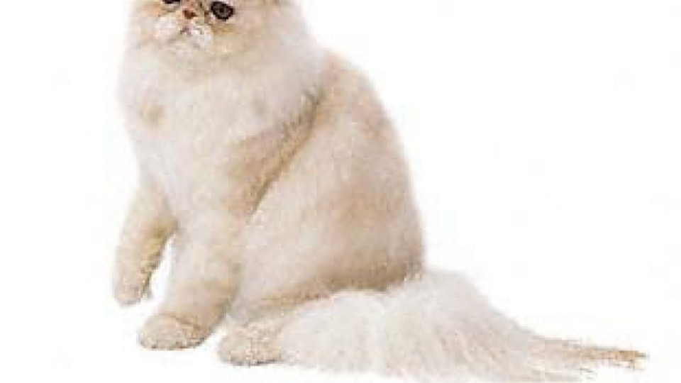 Пращат персийска котка в Космоса | StandartNews.com