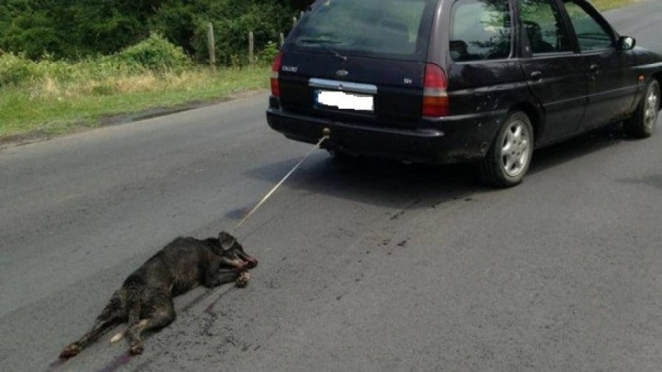 Мъжът, влачил куче с кола, получи условна присъда   | StandartNews.com