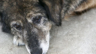 Кампания срещу бездомните животни започва в Тутракан