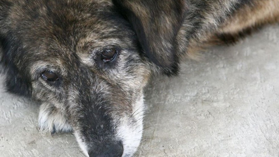 Кампания срещу бездомните животни започва в Тутракан | StandartNews.com