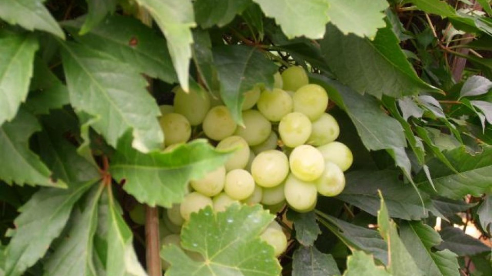Фестивал на гроздобера води чужденци в Мелник | StandartNews.com