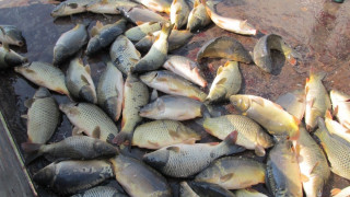 Разследват източване на язовир и износ на 27 тона риба