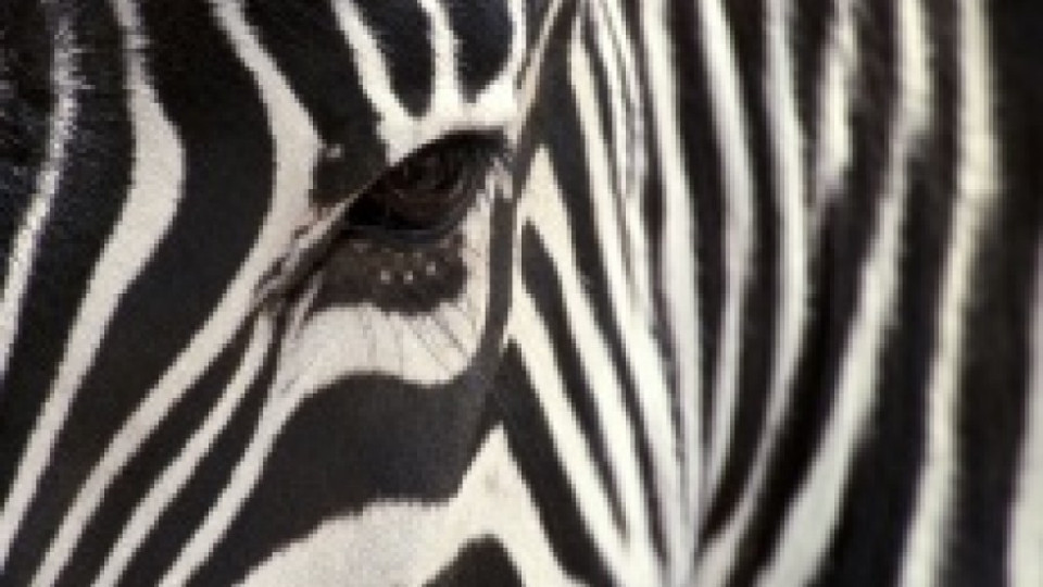 Британски зоопарк забрани тигровите и зебровите дрехи | StandartNews.com