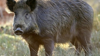 Ваксинират диви прасета срещу чума