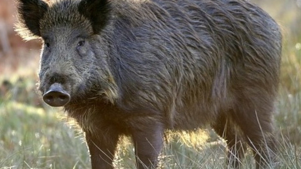 Ваксинират диви прасета срещу чума | StandartNews.com