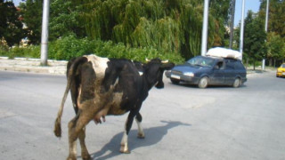 Полицаи прибраха крава на наказателен паркинг