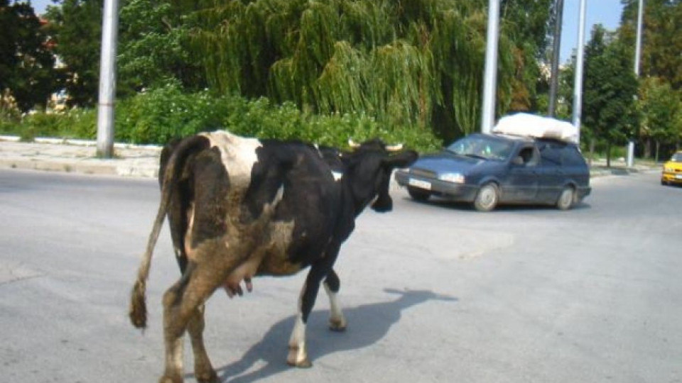 Полицаи прибраха крава на наказателен паркинг | StandartNews.com