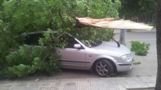 Паднали дървета затиснаха коли във Варна