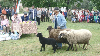 Белгийки ще гледат овце край Дунав