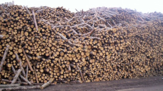 Над 14 хил. домакинства си купиха дърва за огрев от ЮЗДП