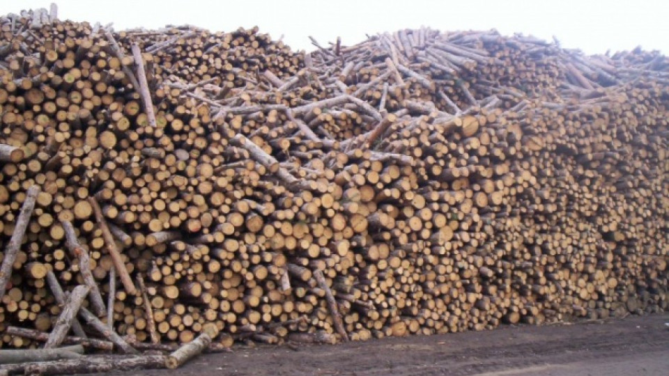 Над 14 хил. домакинства си купиха дърва за огрев от ЮЗДП | StandartNews.com