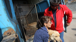 Kлиника за лечение на бездомни животни отваря в Банкя