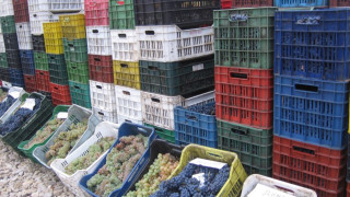 Пазар за грозде откриха в Монтана