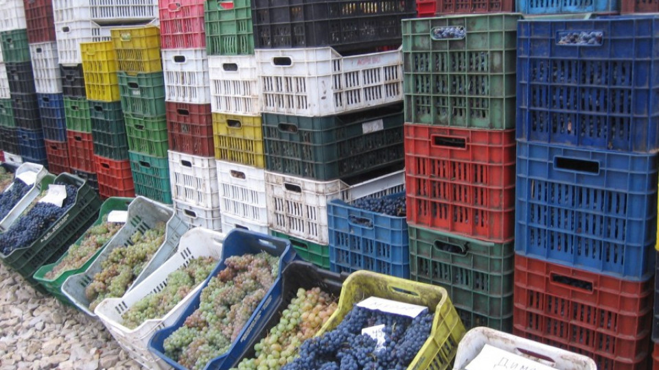 Пазар за грозде откриха в Монтана | StandartNews.com