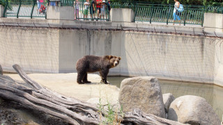 Само зоологическата градина в Добрич отговаря на закона