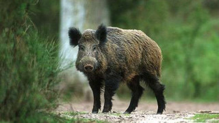 Диви прасета притесняват родопчани в Ардинско