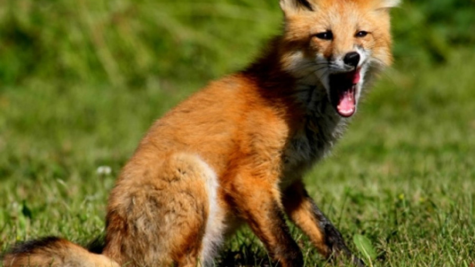 Заловиха заблудена лисица в детска градина | StandartNews.com
