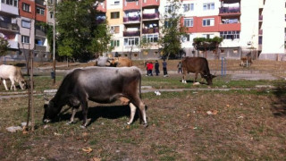 15 нехайни стопани са дадени на съдия-изпълнители   