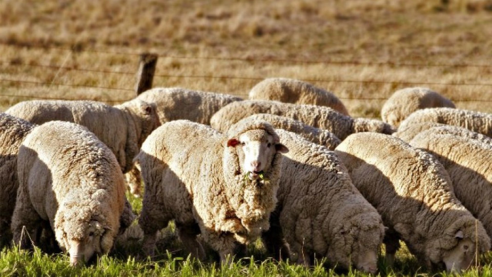 Засилен контрол на ГКПП „Маказа“ заради шарката по овцете | StandartNews.com