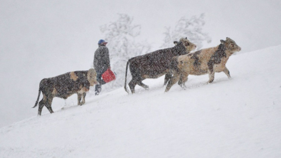 Снегът остави 22 000 без ток в Австрия | StandartNews.com