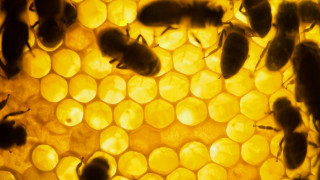 Пчелари изсипват каци пчелен мед в Царево