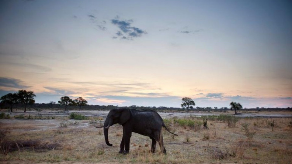 Бракониери изтровиха 100 слона в Зимбабве | StandartNews.com