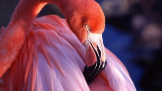 Второ розово фламинго забелязаха в Бургас