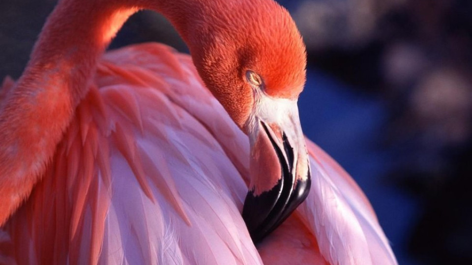 Второ розово фламинго забелязаха в Бургас | StandartNews.com