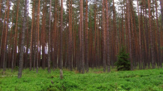 Над 66 000 кубика иглолистна дървесина съхне