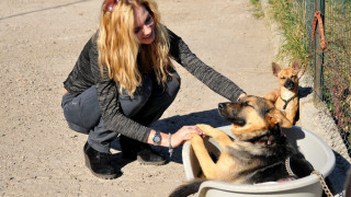 Мис България прави къщички за бездомни кучета