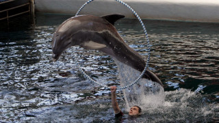 Разширяват делфинариума във Варна