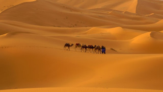 92-ма души бяха открити мъртви в Сахара