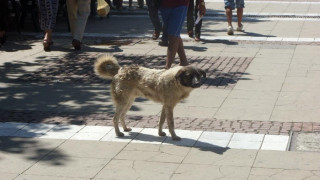 Преброиха 6635 бездомни кучета в София