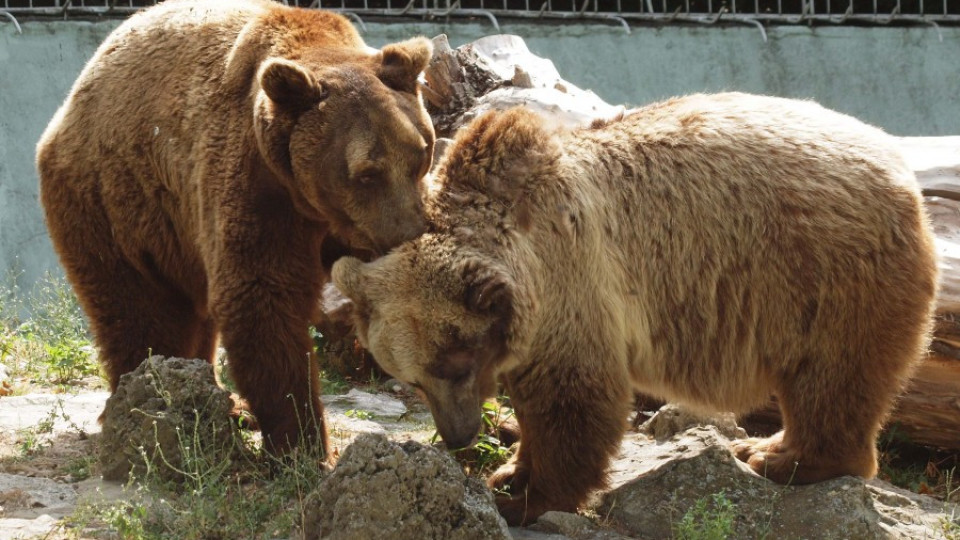 Гръмнал бойлер остави гладни животните в зоопарка във Варна | StandartNews.com