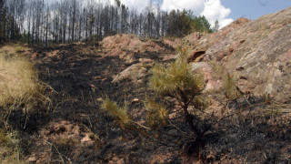 3 вместо 7 години срок за залесяване на гори