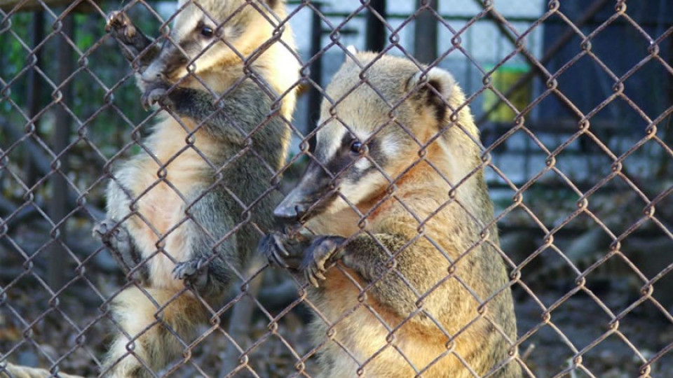 Носати мечета са най-новите жители на варненския зоопарк | StandartNews.com