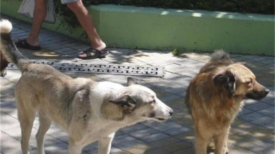 Куче нахапа дете по лицето, друго уби баба | StandartNews.com