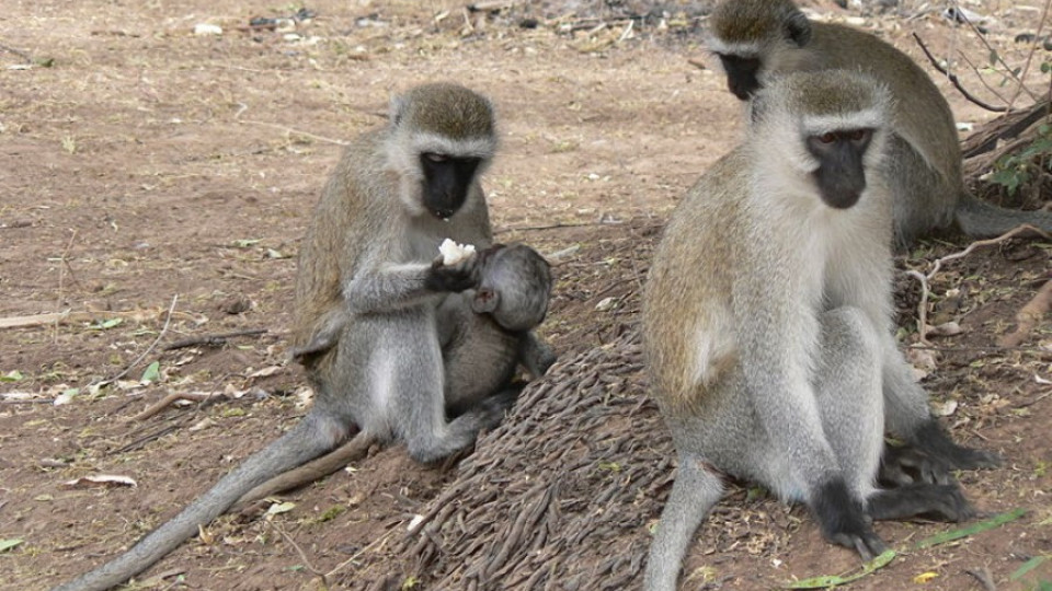 Арестуваха маймуна джебчия в Айтос | StandartNews.com