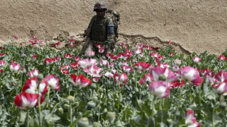 Рекордна реколта от опиумен мак в Афганистан